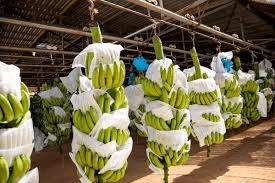 Freshly harvested Cavendish bananas prepared for export