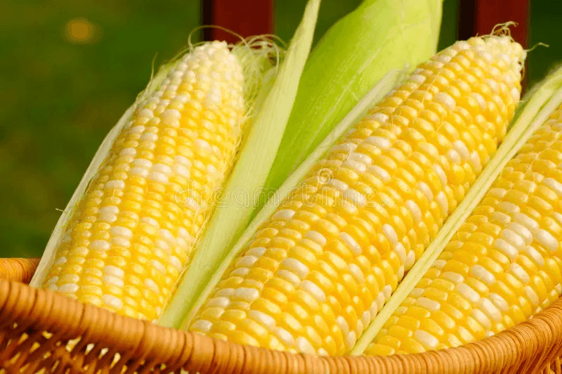 Cryovac-packed supersweet corn ears prepped for chilled export